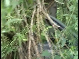 Hot spy video featuring girl sucking a dick in the car and pissing in the bushes